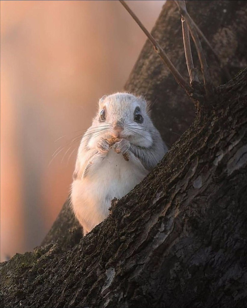 eo ac e o cpoe ooe  o ppoe, o  o pa aa ac: ... - 6