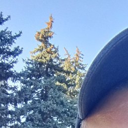 �����, ������, 42 ����