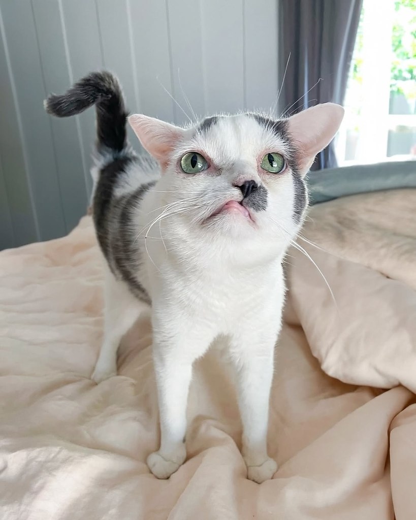 Такой особенный и мультяшный котик Поке - 3