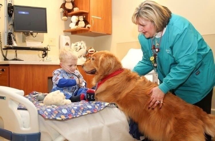 Этот пёсик работает в больнице и помогает маленьким пациентам не переживать во время лечения!