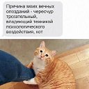 ���� �����, ���������, 38 ��� - ��������� 18 ������ 2026 � ������ ������ ��������