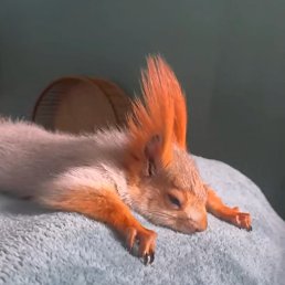 ���� ������, �����-���������, 50 ��� - ��������� 5 ������� 2024