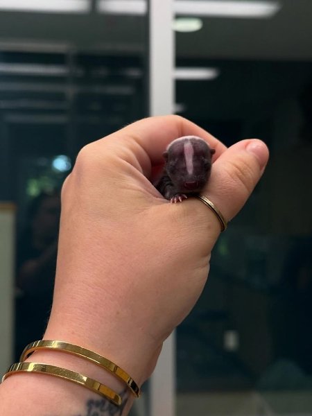 Вы когда-нибудь видели такого маленького скунса? Вот теперь да! В зоопарке Цинциннати появился на ... - 3