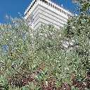  Olja, - -  17  2024    2023