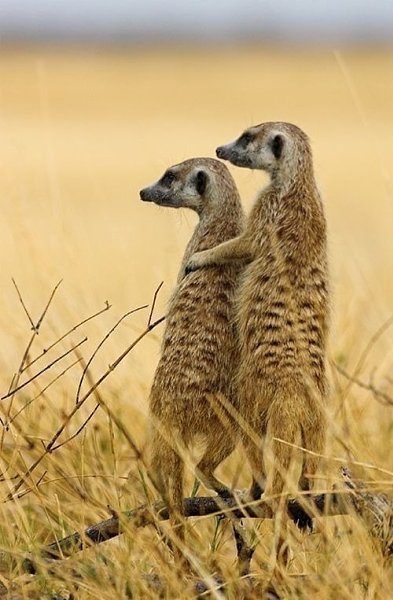 Сурикаты обнимаются не потому, что мёрзнут, а потому что не переносят одиночества. Маленькие ... - 3