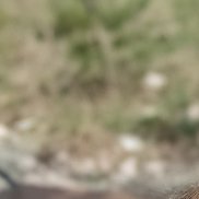 ���, 51 ���, ���