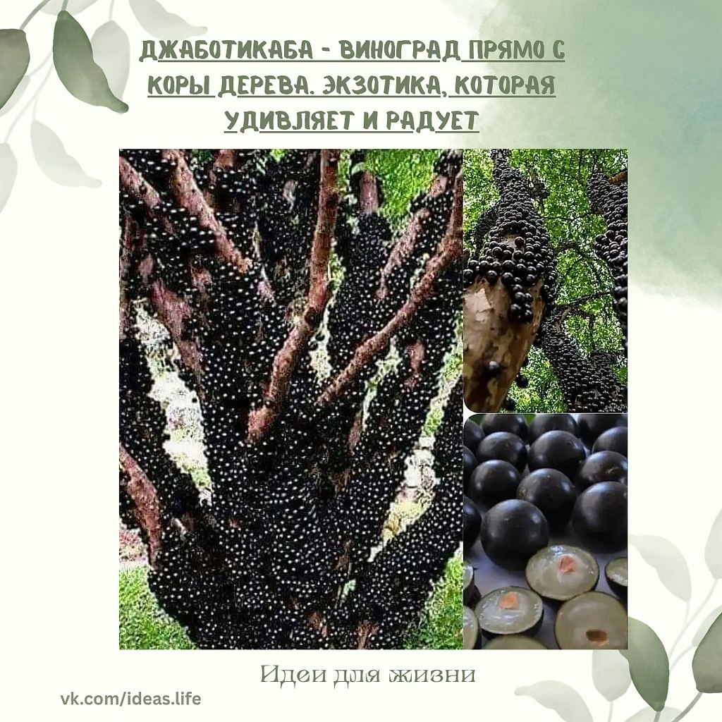 На каждой традиционной бразильской ферме растёт это необычное чудо — дерево, усыпанное плодами не на ...