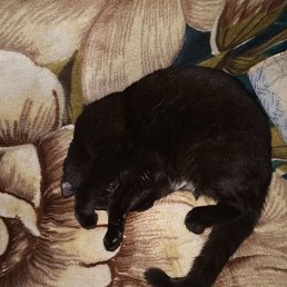 ���� ����, �����, 38 ��� - ��������� 23 ������� 2026