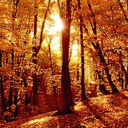 ������, ������ ��������, 36 ���