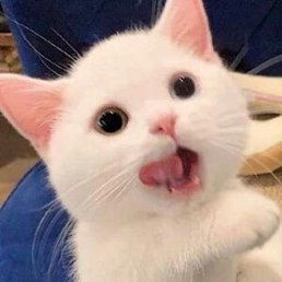 �������, ������, 40 ���