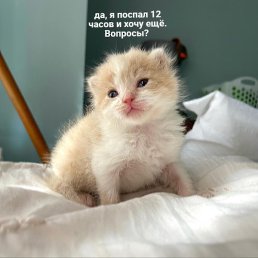 �������, ������, 21 ���