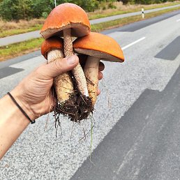 Yusuf, ������, 40 ���