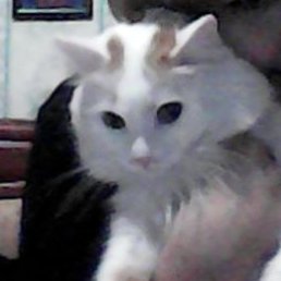 �����, ���������, 52 ����