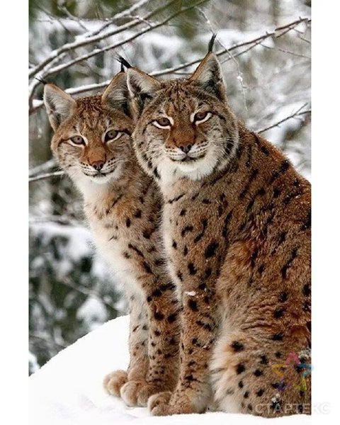 ���������! ������ �������