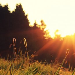 �������, ������, 40 ���