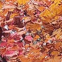 �����, �����������, 51 ���