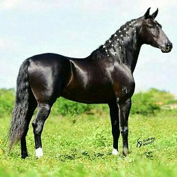 Zaza, �����, 36 ���