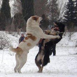 Mister, �������, 60 ���