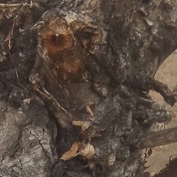 �������, ����, 51 ���