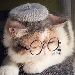Cat, -, 20 