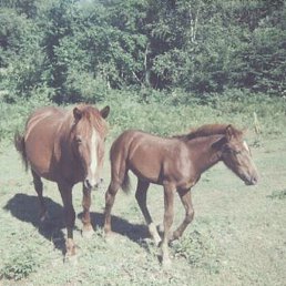 ����� �������, ������, 59 ���