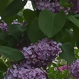 �������, ����, 48 ���