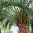 ���� Ibrahim, ���������, 34 ���� - ��������� 6 ������� 2026