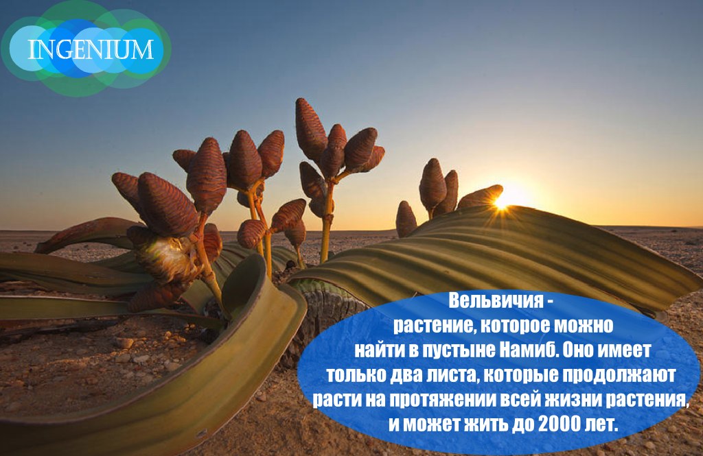 INGENIUM - 17  2025  15:00