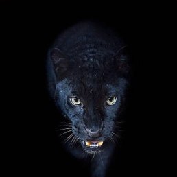 �����, ������, 38 ���