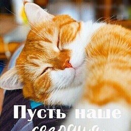 �������, �����, 64 ����