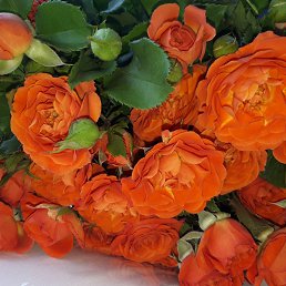 ���� ����, ������, 36 ��� - ��������� 31 ����� 2025