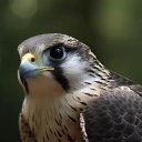 ���� �����, �����������, 36 ��� - ��������� 29 �������� 2025 � ������ ���� ����������