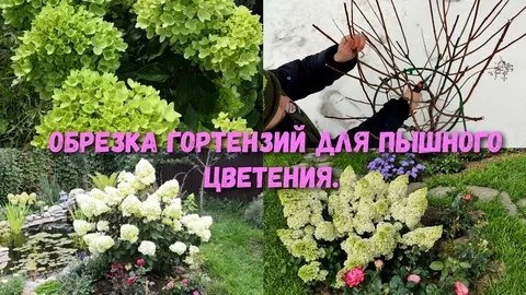 Когда обрезать гортензию? 1 вариант Осенью обрезать только отцветающие соцветия, чтобы веточки не ...