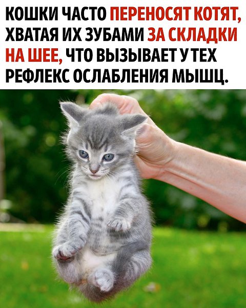����� ������ ����� ����������