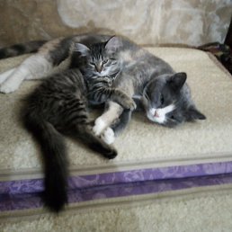 ���� �������, �����������, 56 ��� - ��������� 29 ������ 2026