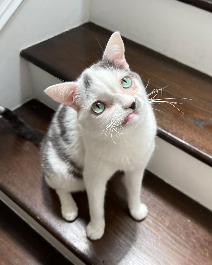 Такой особенный и мультяшный котик Поке - 6