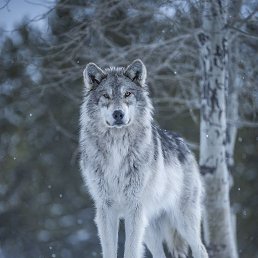 ���� ����, ������, 45 ��� - ��������� 12 ������� 2025