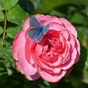 ���� �����, ������, 26 ��� - ��������� 7 ������ 2026 � ������ ���� ����������