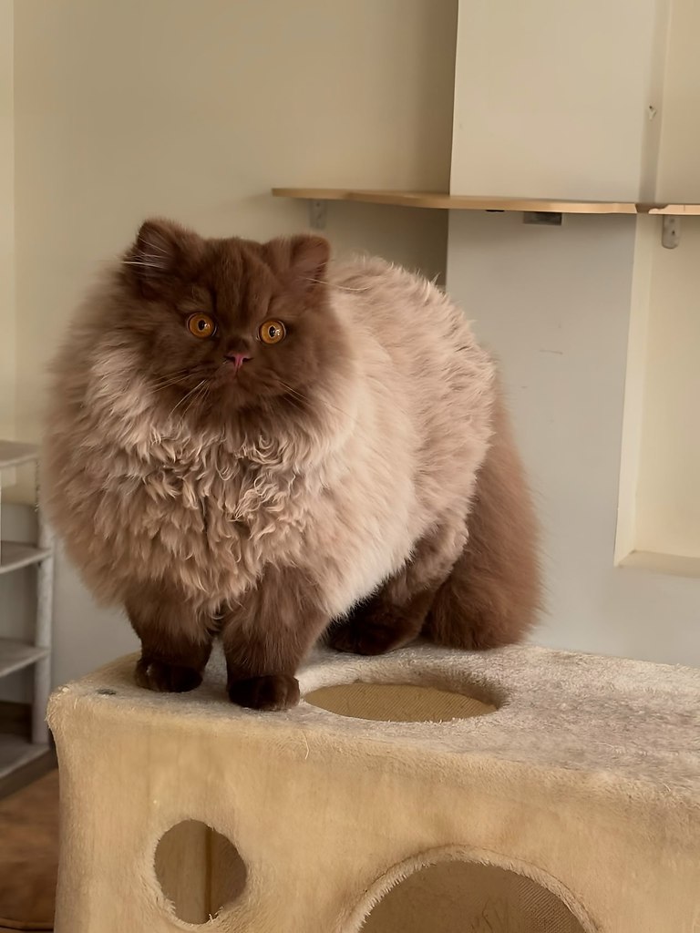 Это не котик, а медвежонок - 3