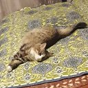 ���� �������, �����������, 53 ���� - ��������� 15 ������ 2025 � ������ ������ ��������