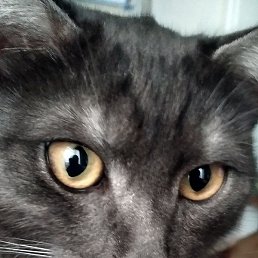 ��������, ���������, 58 ���