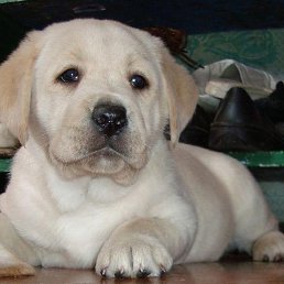 �������, ������-��-����, 64 ����