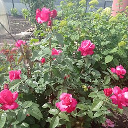 ��� ������,��� ����� ���� ����...