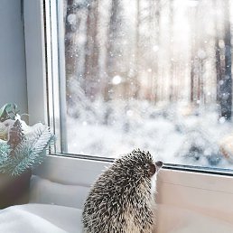 ������ ����, �����-���������, 39 ���