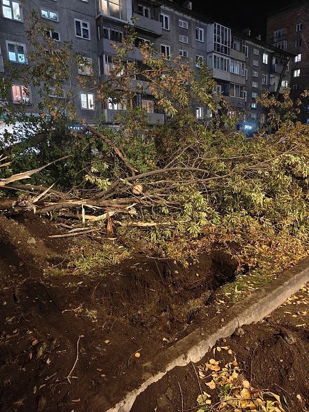Массовая вырубка деревьев на Карла Маркса ради строительства метро. Красноярцы заметили вырубку елей ...