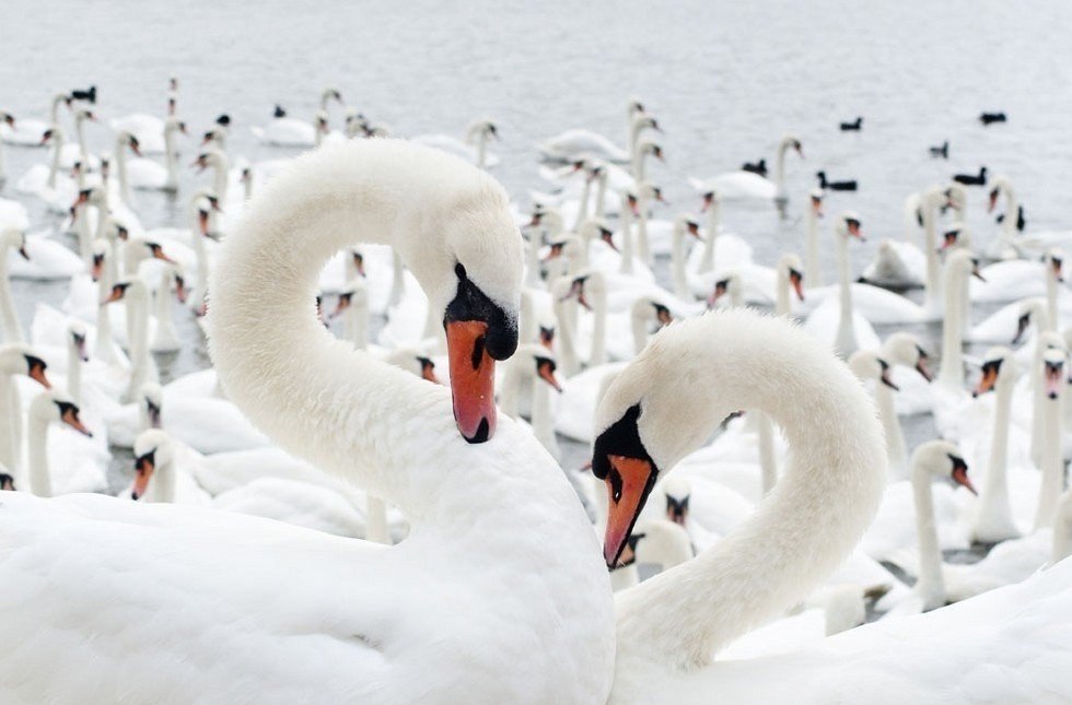     .   (Abbotsbury Swannery)   ... - 8