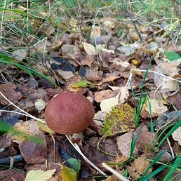 ����, �������, 54 ����