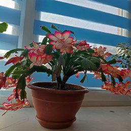 ���� �������, ���, 63 ���� - ��������� 21 ������ 2024