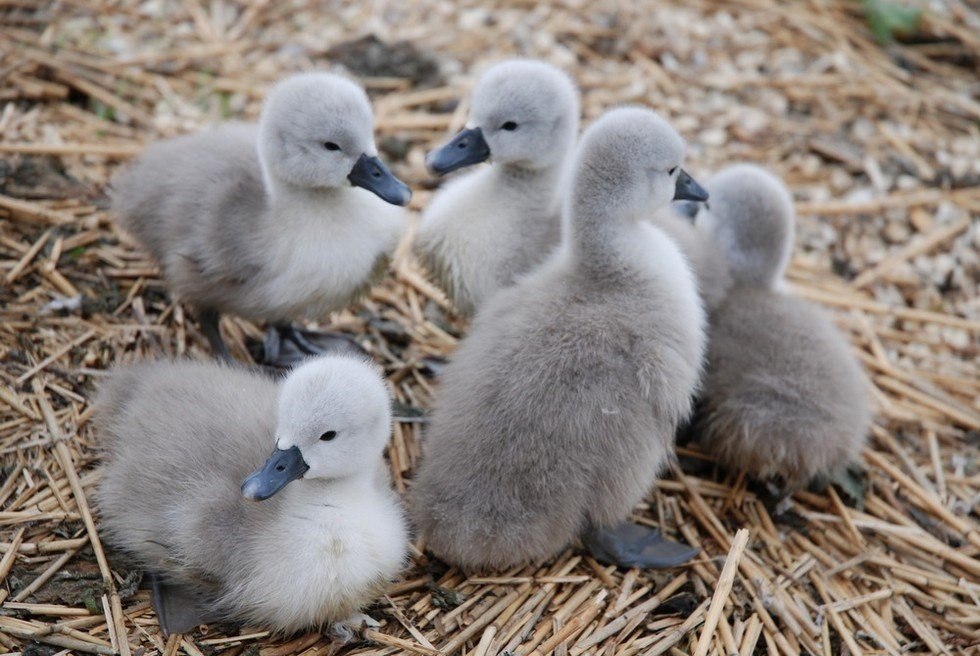     .   (Abbotsbury Swannery)   ... - 5