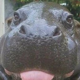 ���������, �����-���������, 58 ���